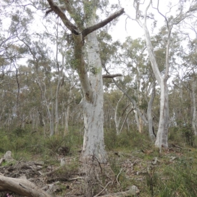 Eucalyptus rossii (Inland Scribbly Gum) at Gungaderra Grasslands - 5 Oct 2020 by MichaelBedingfield