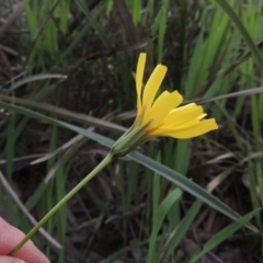 Microseris walteri (Yam Daisy, Murnong) at Gungaderra Grasslands - 5 Oct 2020 by michaelb