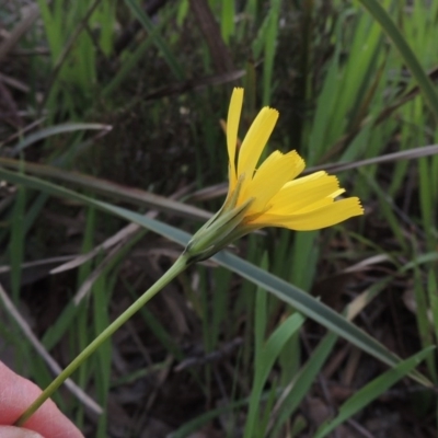 Microseris walteri (Yam Daisy, Murnong) at Kaleen, ACT - 5 Oct 2020 by michaelb