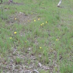 Microseris walteri at Kaleen, ACT - 5 Oct 2020