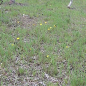 Microseris walteri at Kaleen, ACT - 5 Oct 2020