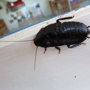 Platyzosteria sp. (genus) at Tathra, NSW - 19 Oct 2020 12:46 PM