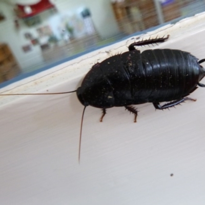 Platyzosteria sp. (genus) (Litter runner cockroach) at Tathra, NSW - 19 Oct 2020 by TathraPreschool