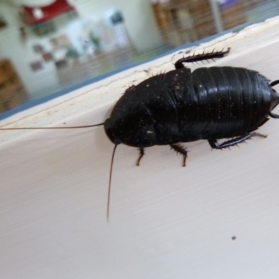 Platyzosteria sp. (genus) (Litter runner cockroach) at Tathra Public School - 19 Oct 2020 by TathraPreschool