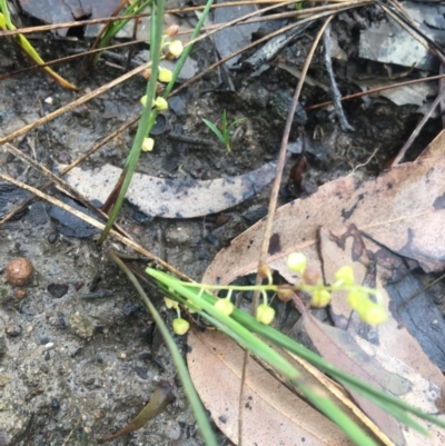 Lomandra filiformis subsp. filiformis (Wattle Matrush) at Eurobodalla National Park - 17 Oct 2020 by LocalFlowers