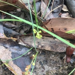 Lomandra filiformis subsp. filiformis at Mystery Bay, NSW - 18 Oct 2020