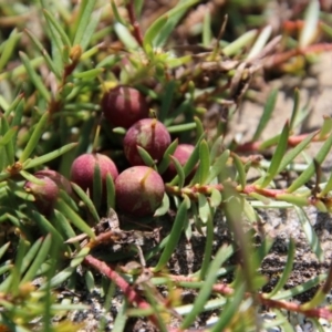 Persoonia chamaepeuce at Mongarlowe, NSW - suppressed