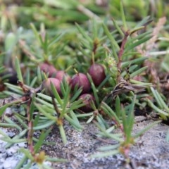 Persoonia chamaepeuce at Mongarlowe, NSW - suppressed