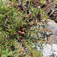 Persoonia chamaepeuce at Mongarlowe, NSW - suppressed