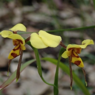 Diuris sulphurea (Tiger Orchid) at Bodalla, NSW - 16 Oct 2020 by Laserchemisty