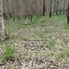 Diuris sulphurea at Bodalla, NSW - suppressed