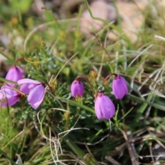 Tetratheca sp. at Mongarlowe, NSW - 19 Oct 2020 by LisaH