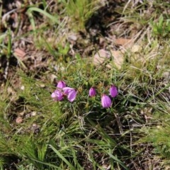 Tetratheca sp. at Mongarlowe, NSW - suppressed