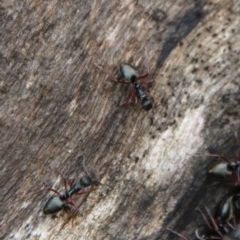 Dolichoderus doriae (Dolly ant) at Budawang, NSW - 19 Oct 2020 by LisaH