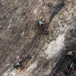 Dolichoderus doriae at Budawang, NSW - 19 Oct 2020