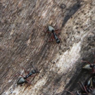 Dolichoderus doriae (Dolly ant) at Budawang, NSW - 19 Oct 2020 by LisaH
