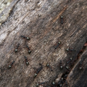 Dolichoderus doriae at Budawang, NSW - 19 Oct 2020