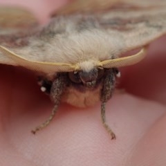 Anthela varia (Hairy Mary) at Narooma, NSW - 16 Oct 2020 by Laserchemisty