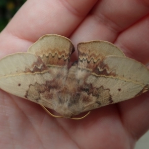 Anthela varia at Narooma, NSW - 17 Oct 2020