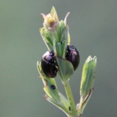 Chrysolina quadrigemina (Greater St Johns Wort beetle) at Hughes Grassy Woodland - 18 Oct 2020 by LisaH