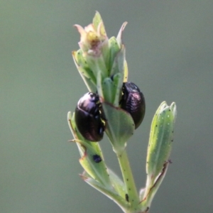 Chrysolina quadrigemina at Hughes, ACT - 18 Oct 2020