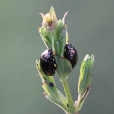 Chrysolina quadrigemina (Greater St Johns Wort beetle) at Hughes, ACT - 18 Oct 2020 by LisaH