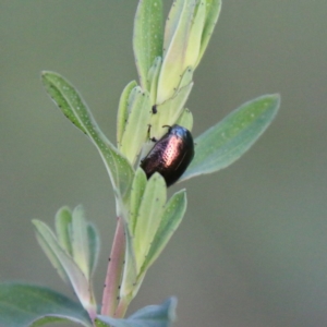 Chrysolina quadrigemina at Hughes, ACT - 18 Oct 2020 06:17 PM