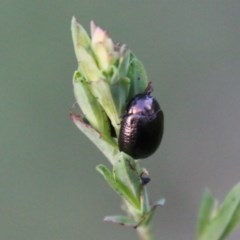 Chrysolina quadrigemina at Hughes, ACT - 18 Oct 2020