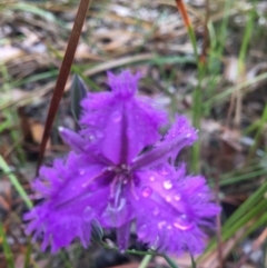 Thysanotus (Genus) (Fringe Lily) at Mystery Bay, NSW - 18 Oct 2020 by LocalFlowers