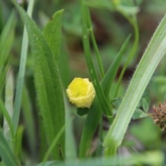 Trifolium campestre (Hop Clover) at Hughes Grassy Woodland - 20 Oct 2020 by LisaH