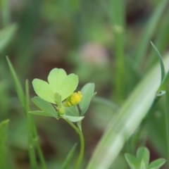 Trifolium campestre at Hughes, ACT - 20 Oct 2020 11:57 AM