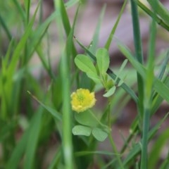 Trifolium campestre at Hughes, ACT - 20 Oct 2020