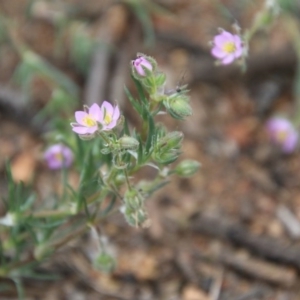 Spergularia rubra at Hughes, ACT - 20 Oct 2020