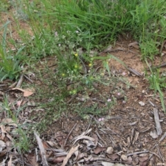 Spergularia rubra at Hughes, ACT - 20 Oct 2020