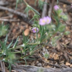 Spergularia rubra at Hughes, ACT - 20 Oct 2020