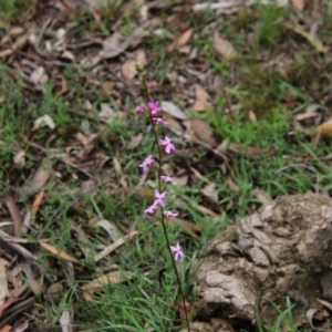 Stylidium graminifolium at Mongarlowe, NSW - suppressed