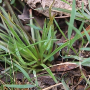 Stylidium graminifolium at Mongarlowe, NSW - suppressed