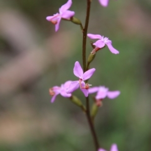 Stylidium graminifolium at Mongarlowe, NSW - suppressed