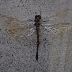 Hemicordulia australiae (Australian Emerald) at Dalmeny, NSW - 14 Oct 2020 by Laserchemisty