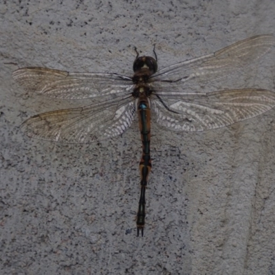 Unidentified Dragonfly / Damselfly (Odonata) at Dalmeny, NSW - 14 Oct 2020 by Laserchemisty