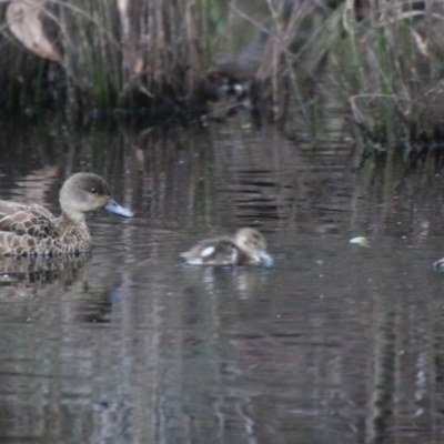 Anas gracilis (Grey Teal) at Mongarlowe, NSW - 13 Oct 2020 by LisaH