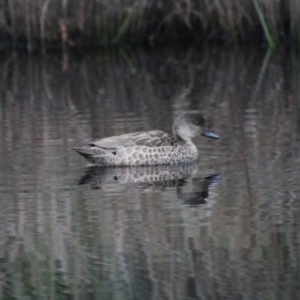 Anas gracilis at Mongarlowe, NSW - suppressed