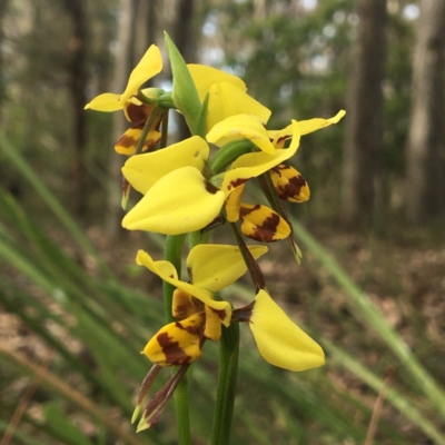 Diuris sulphurea (Tiger Orchid) at Eurobodalla National Park - 8 Oct 2020 by LocalFlowers
