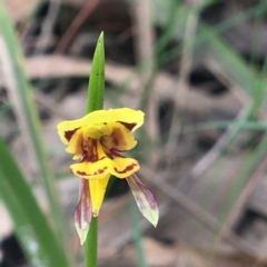 Diuris sulphurea at Mystery Bay, NSW - 9 Oct 2020