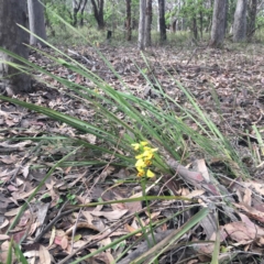 Diuris sulphurea at Mystery Bay, NSW - 9 Oct 2020