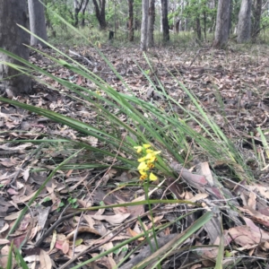 Diuris sulphurea at Mystery Bay, NSW - 9 Oct 2020