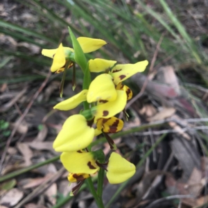 Diuris sulphurea at Mystery Bay, NSW - 9 Oct 2020