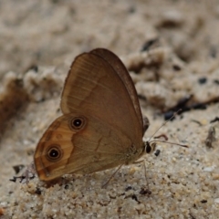 Hypocysta metirius (Brown Ringlet) at Dalmeny, NSW - 13 Oct 2020 by Laserchemisty