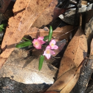 Boronia polygalifolia at Mystery Bay, NSW - suppressed