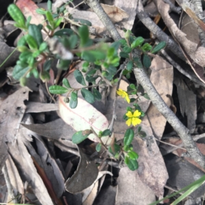 Hibbertia aspera subsp. aspera at Mystery Bay, NSW - 9 Oct 2020